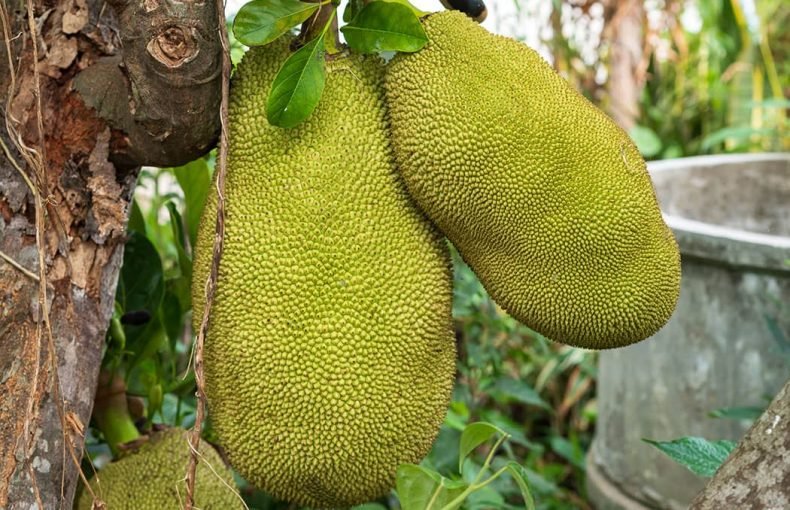 Health Benefits of Jackfruit