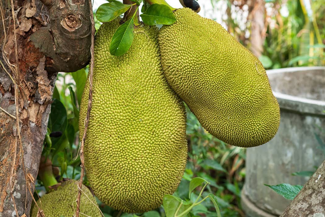 Health Benefits of Jackfruit